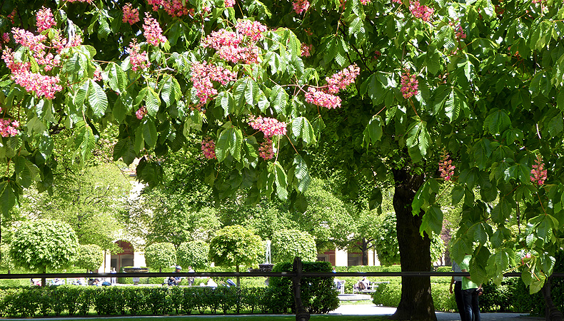 Picture: Blooming chestnut trees in the Court Garden